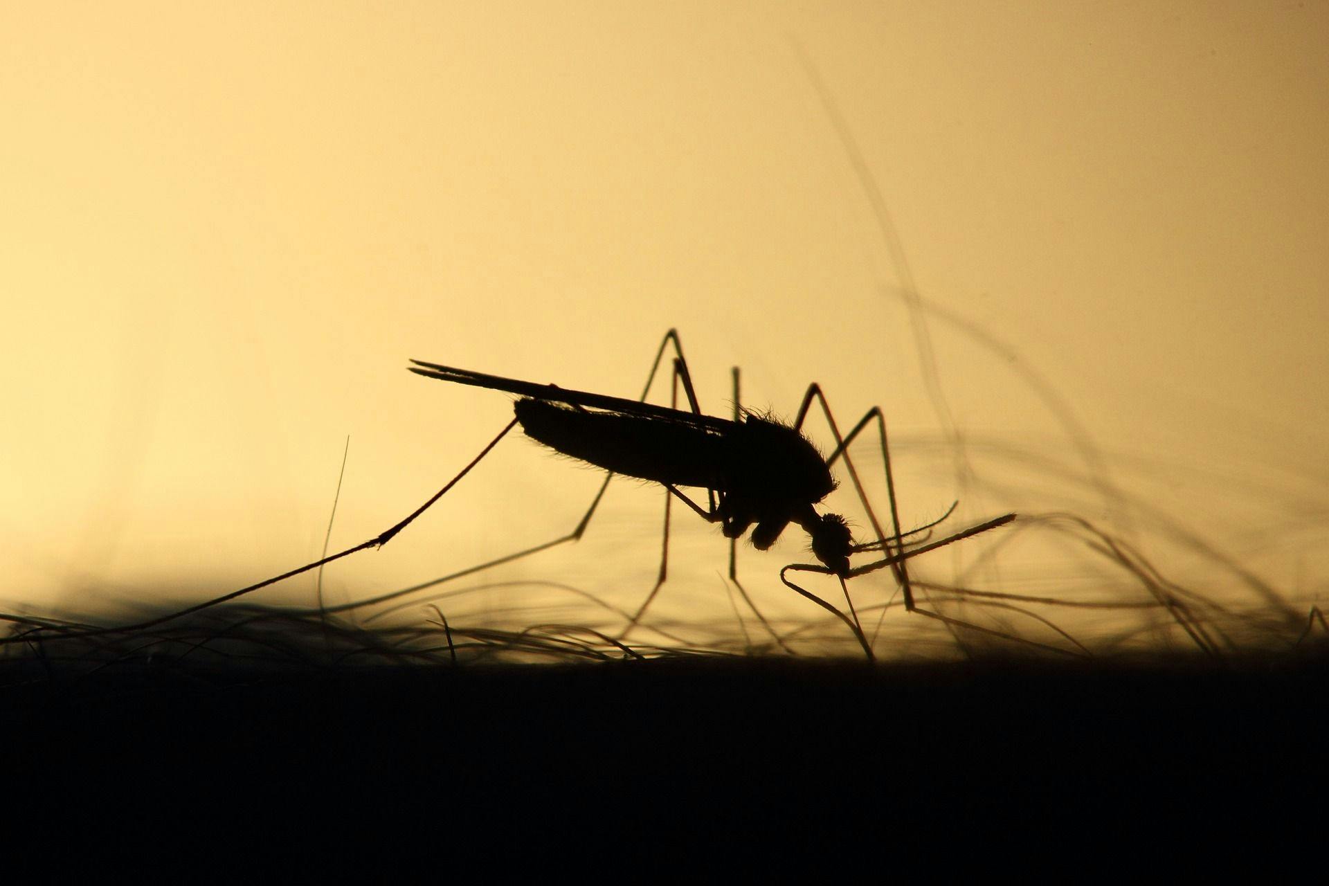 Study: International Travel May Be Linked to Rise in US Malaria Rate